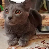 نر و ماده اسکاتیش فروش فوری|گربه|تهران, ولنجک|دیوار