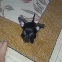 سگ شیواوا|سگ|هشتگرد, شهرک مهستان ۲|دیوار