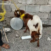 دوعدتت نری بزرگ۱۸۵۰۰ویکی نسبت کوچک۷۵۰۰|حیوانات مزرعه|میناب, |دیوار