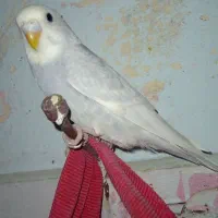 ۴ تا مرغ عشق|پرنده|قم, باغ شازده|دیوار