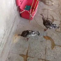 دوتا جوجه بوقلمون نروماده