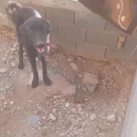سگ نگهبان|سگ|فسا, |دیوار
