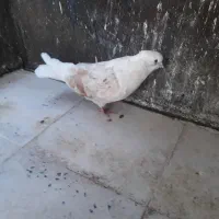 کفتر پرنده|پرنده|تهران, بیسیم|دیوار
