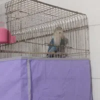 یه جفت طوطی برزیلی