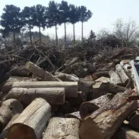 خرید وبرش چوب|خدمات باغبانی و درختکاری|بیرجند, |دیوار