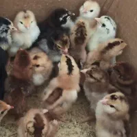 جوجه گلین سه روزه