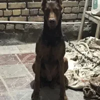 سگ دوبرمن کشش