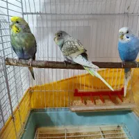 2جفت مرغ عشق تخم گذارونژاد دار با3عددقفس بزرگ دودر