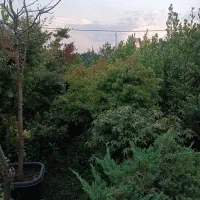 فروش ستاره ای،ژینگو،عنبرسایلریشه پرس به قیمت کاسبی