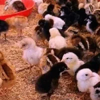 جوجه گلین محلی یکروزه تخم مرغ نطفه دار گلپر بیضا|حیوانات مزرعه|شیراز, شهرک گلستان|دیوار
