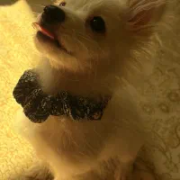 توله سگ پامرانین /پامر روباهی نر|سگ|ری, دیلمان|دیوار