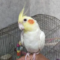 عروس هلندی با قفس