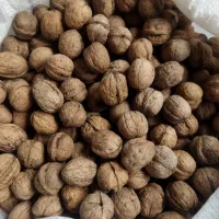 گردو محلی ییلاق درجه یک