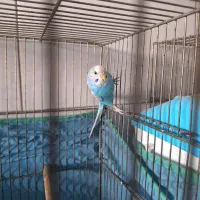 ۳ عدد مرغ عشق یدونش انگلیسی با یه قفس|پرنده|اندیشه, اندیشه فاز ۱|دیوار