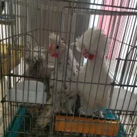 2نیمچه خروس