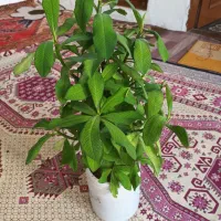 گلهای طبیعی متنوع|گل و گیاه طبیعی|اردبیل, |دیوار