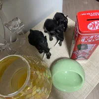 شمع و مجسمه|صنایع دستی و سایر لوازم تزئینی|تهران, نگین غرب|دیوار