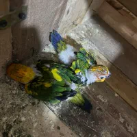 جوجه طوطی خورشیدی