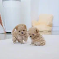 توله سگ پودل خانگی|سگ|تهران, جنتآباد جنوبی|دیوار