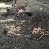 سگ پاکوتاه|سگ|بم, |دیوار