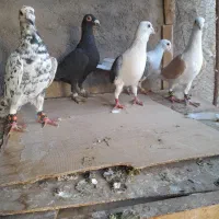 پشت گراف زرد پشت سیاه سرور زاغ|پرنده|تربت جام, یحیی آباد|دیوار