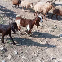 بزغاله عراقی اصل