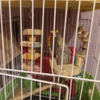 عروس هلندی نر|پرنده|محمدشهر, محمدشهر|دیوار