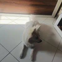 پامر روباهی سفید