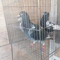 سه تا کبوتر ماده مناسب جفت 200|پرنده|شیراز, شهرک کوشکک|دیوار