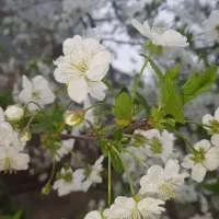 فروش زمین|فروش زمین و ملک کلنگی|کرج, برغان|دیوار