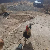 فروش غاز وخروس و بوقلمون