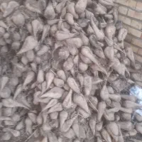 باسلام چغندر ۷۰۰ کیلو|لوازم جانبی حیوانات|بکتاش, |دیوار