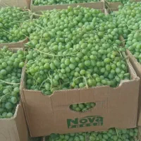غوره با ابگیری کیلو ۸۵