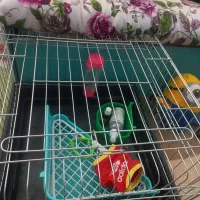 خرگوش لوپ + قفس و وسایل
