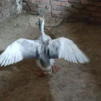 قوغاز سفید طوسی
