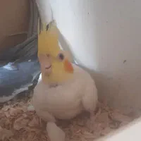 عروس هلندی  مولد