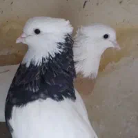 کفتر طوقی|پرنده|مشهد, وحید|دیوار