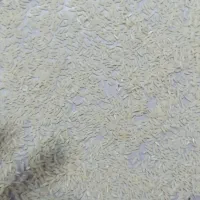برنج طارم هاشمی درجه 1بو جاری شده