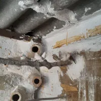 فنج مولد|پرنده|بندر ترکمن, |دیوار