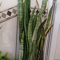 گل پتوس و سانسوریا و آگلونما