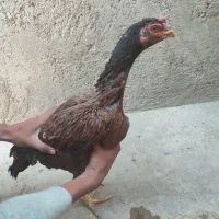 مرغ نسل دار|حیوانات مزرعه|سراوان, |دیوار