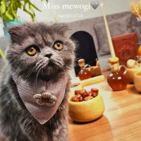 پرشین اسکاتیش اصیل (ماده،رنگ بلو،چشم نارنجی)|گربه|تهران, کیانشهر|دیوار