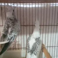 عروس هلندی ایزابلا و دوکت و جفت|پرنده|لنگرود, |دیوار