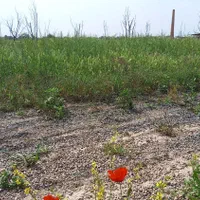 زمین کشاورزی گلخانه زعفران و....|فروش زمین و ملک کلنگی|مشهد, امام رضا (ع)|دیوار