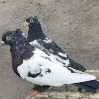 سینه سیاه با جوجه