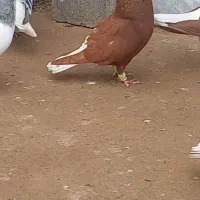 ۲ تا دم سفید|پرنده|نیشابور, مازول|دیوار