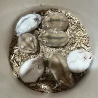 همستر کمپل جهت فیدر