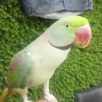 شاه طوطی نر