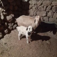 یک،عددمیش،با،بره،