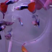 ماهی آکواریوم گوپی ، کالر ، زبرا ، آنجل ، گلدفیش|ماهی|مشهد, ادیب نیشابوری (شهرک غرب)|دیوار